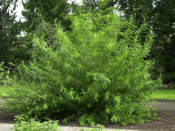 Korbweide (Salix viminalis)