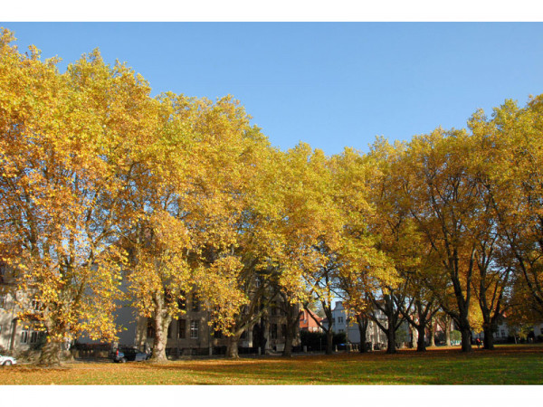 Ahornblättrige Platane (Platanus hispanica)