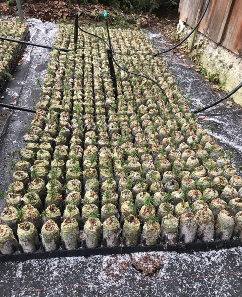 Sibirische Tanne (Abies sibirica)