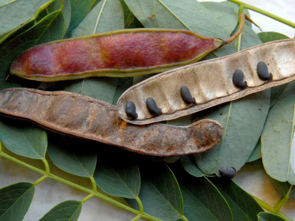 Robinie (Robinia pseudoacacia) Scheinakazie