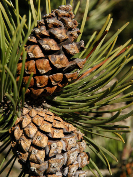 Bergkiefer/Latsche (Pinus mugo)