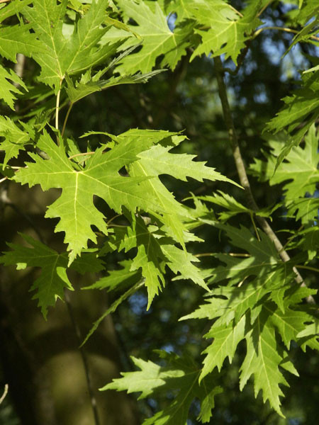 Silber-Ahorn (Acer saccharinum)