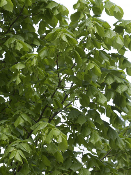 Sommerlinde (Tilia platyphyllos)