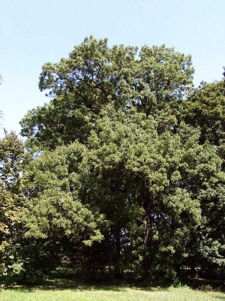 Rot-Esche (Fraxinus pennsylvanica)