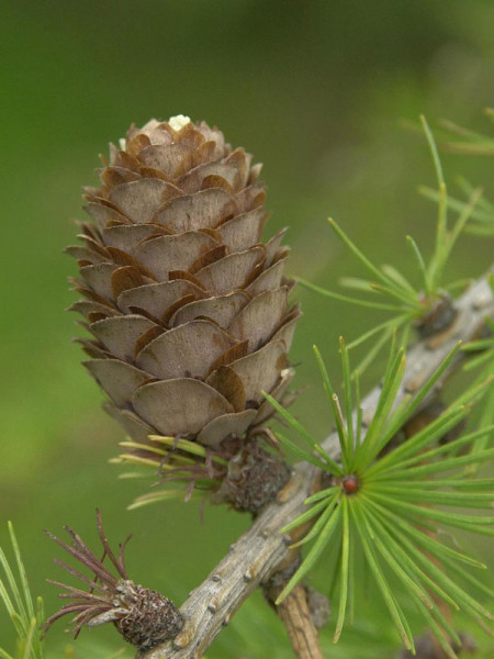 Japanische Lärche (Larix kaempferi)