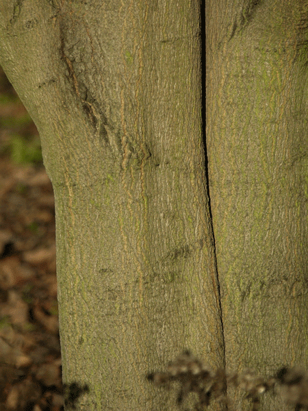 Zucker-Ahorn (Acer saccharum)