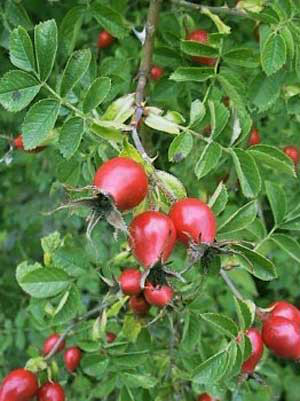 Gemeine Heckenrose (Rosa canina) Hundsrose - Hagebutte