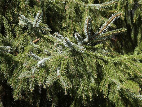 Serbische Fichte (Picea omorica)