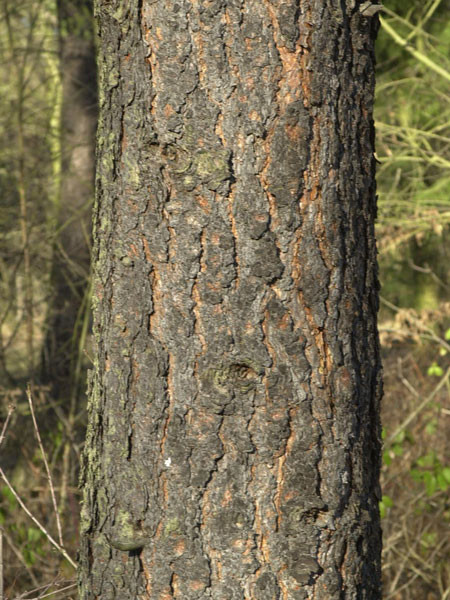 Gelb-Kiefer, Ponderosa-Kiefer (Pinus ponderosa)