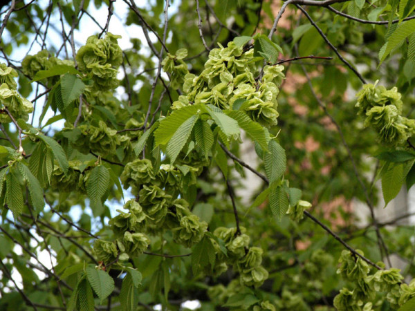 Feldulme (Ulmus carpinifolia)