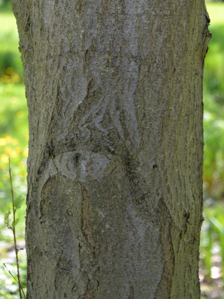 Weisserle (Alnus incana) Grauerle