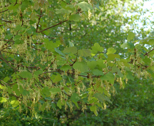 Schneeball-Ahorn (Acer opalus)