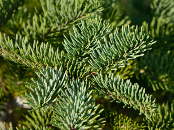 Nobilis, Pazifische Edeltanne (Abies procera/nobilis) Nobilis-Tanne