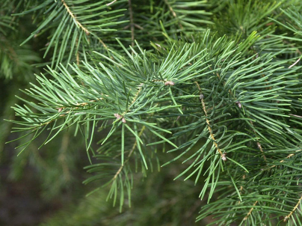 Silbertanne, Koloradotanne , Grautanne (Abies concolor)