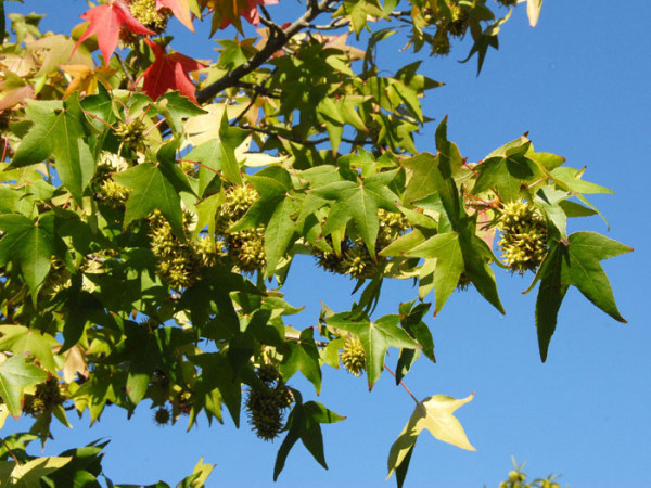 Amberbaum (Liquidambar styraciflua)