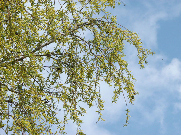 Eschenahorn (Acer negundo)