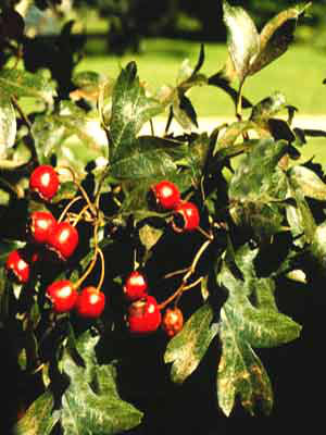 Eingriffliger Weissdorn (Crataegus monogyna)