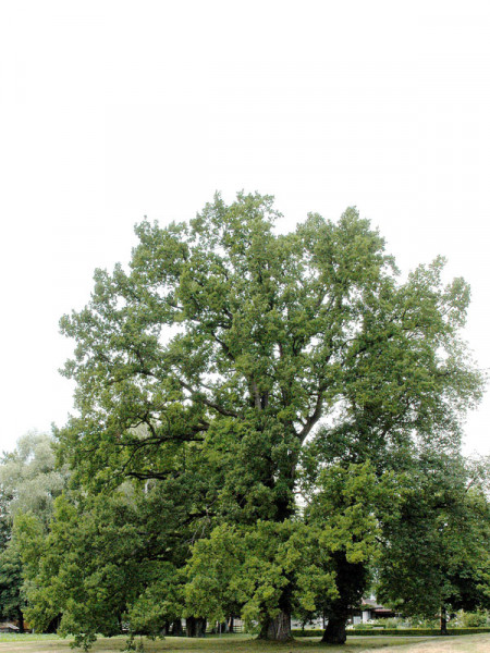 Stieleiche (Quercus robur) - XL Produkt