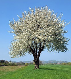 bluhender-kirschbaum