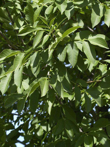 Blumen-Esche (Fraxinus ornus)