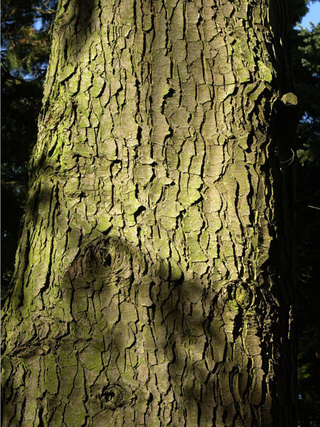 Westamerikanische Hemlocktanne (Tsuga heterophylla)