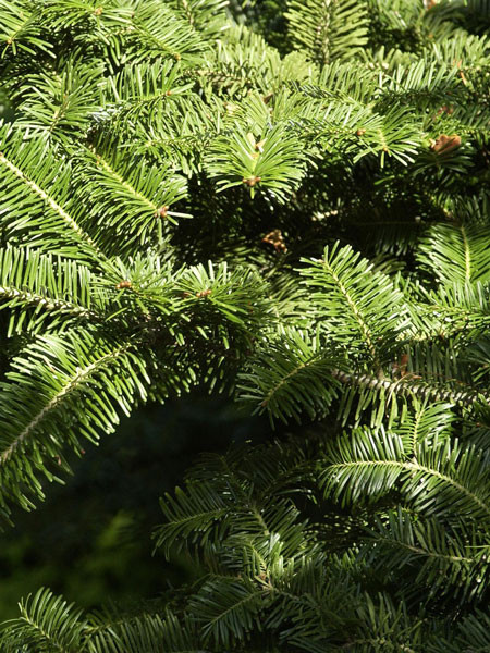 Balsam-Tanne (Abies balsamea)