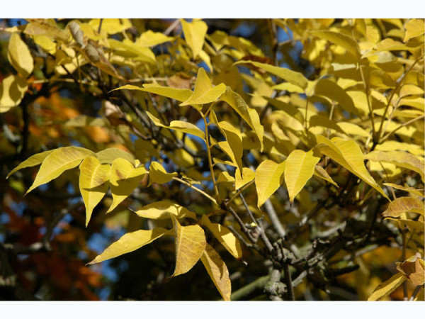 Amerikanischer Zürgelbaum (Celtis occidentalis)