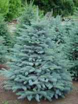 picea-pungens-glauca56407583bd3b0