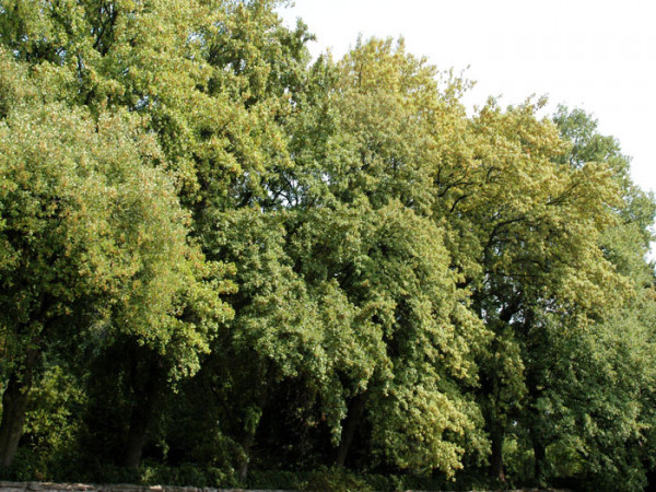 Französischer Ahorn, Felsenahorn, Burgenahorn (Acer monspessulanum)