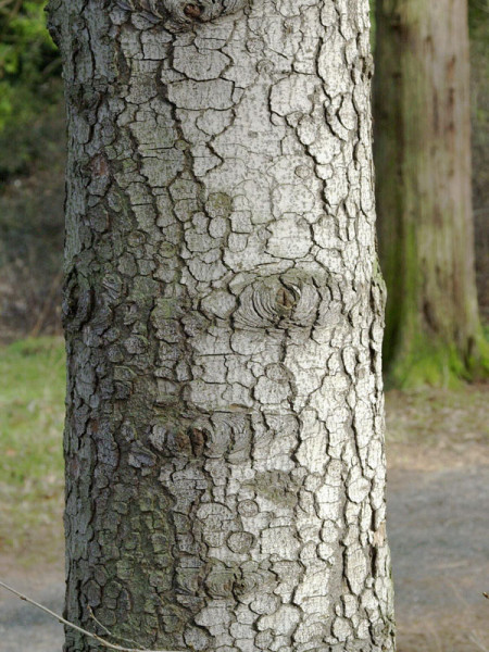 Kilikische Tanne (Abies cilicia)