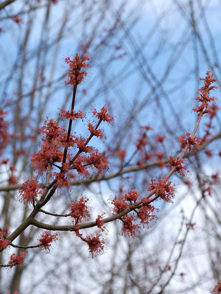 Rot-Ahorn (Acer rubrum)
