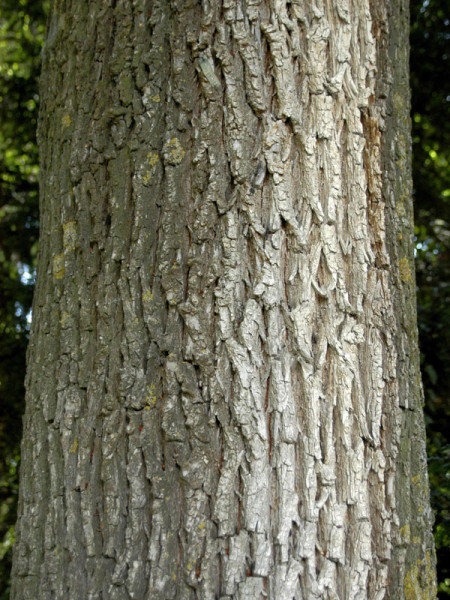 Flatterulme (Ulmus laevis)