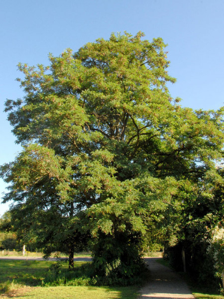 Robinie (Robinia pseudoacacia) Scheinakazie