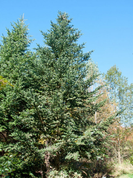 Nikko-Tanne (Abies homolepis)