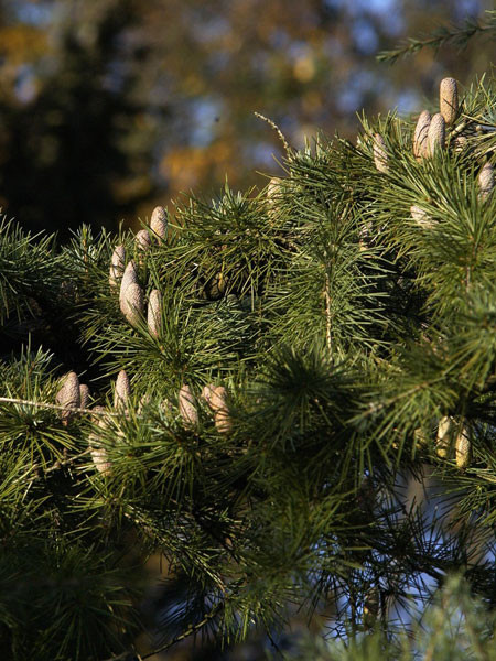 Himalaya-Zeder (Cedrus deodora)