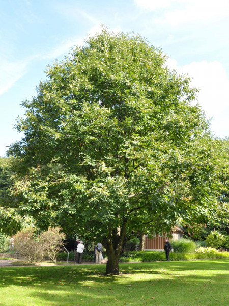 Edelkastanie (Castanea sativa)