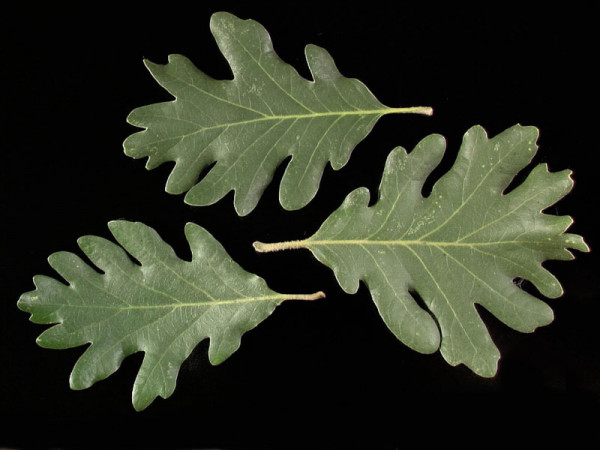 Flaumeiche (Quercus pubescens)