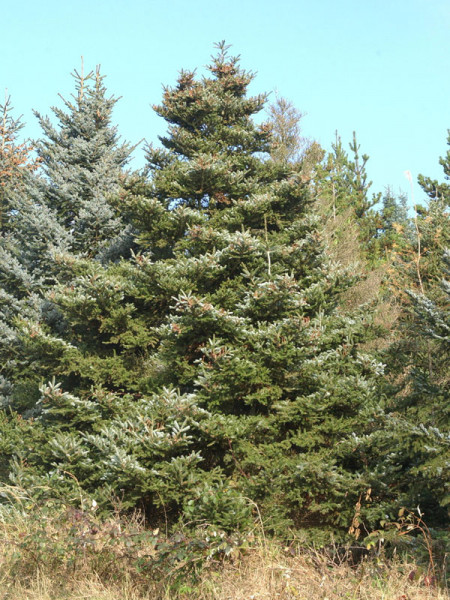 Koreatanne (Abies koreana)