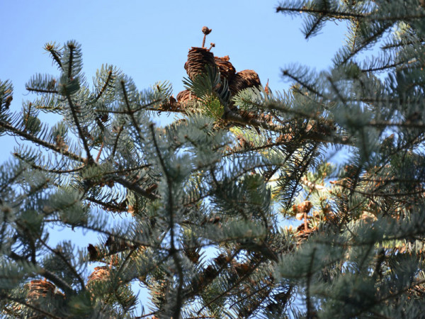 Silbertanne, Koloradotanne , Grautanne (Abies concolor)