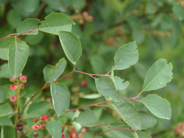 Gemeine Felsenbirne (Amelanchier rotundifolia)