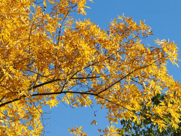 Pekannuss (Carya illinoiensis)