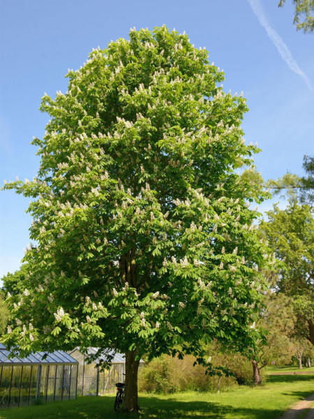 Rosskastanie (Aesculus hippocastaneum) - XL-Produkt