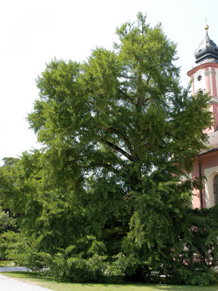 Fächerblattbaum (Ginkgo biloba)