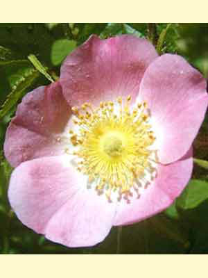 Gemeine Heckenrose (Rosa canina) Hundsrose - Hagebutte