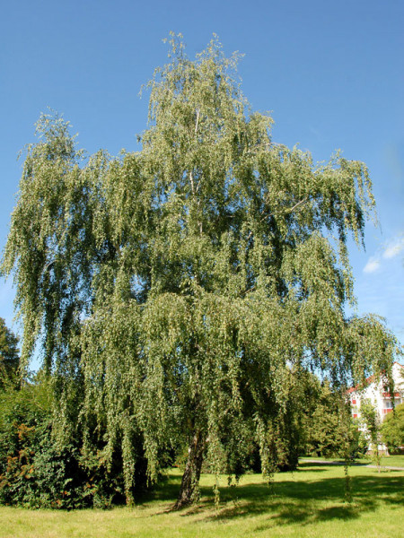 Sandbirke (Betula pendula)