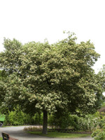 Elsbeere (Sorbus torminalis)