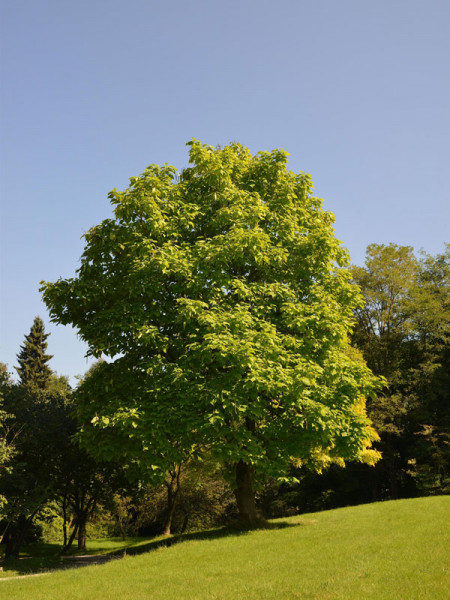 Prächtiger Trompetenbaum (Catalpa speciosa)