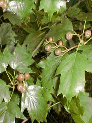 Elsbeere (Sorbus torminalis)