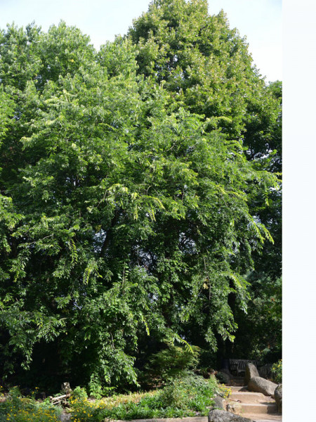 Amerikanischer Zürgelbaum (Celtis occidentalis)