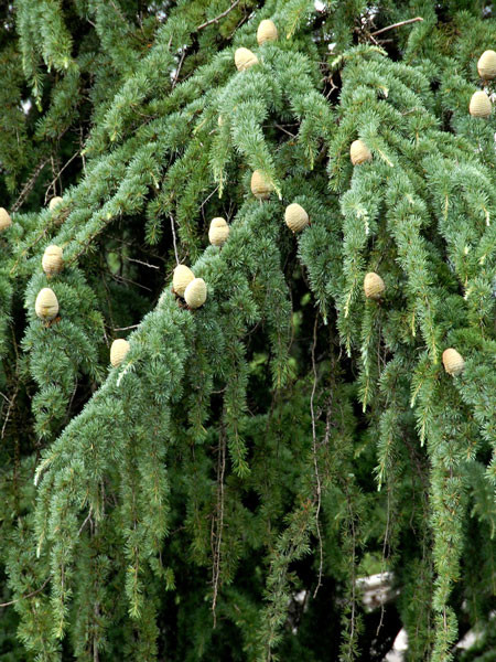 Libanon-Zeder (Cedrus libani)